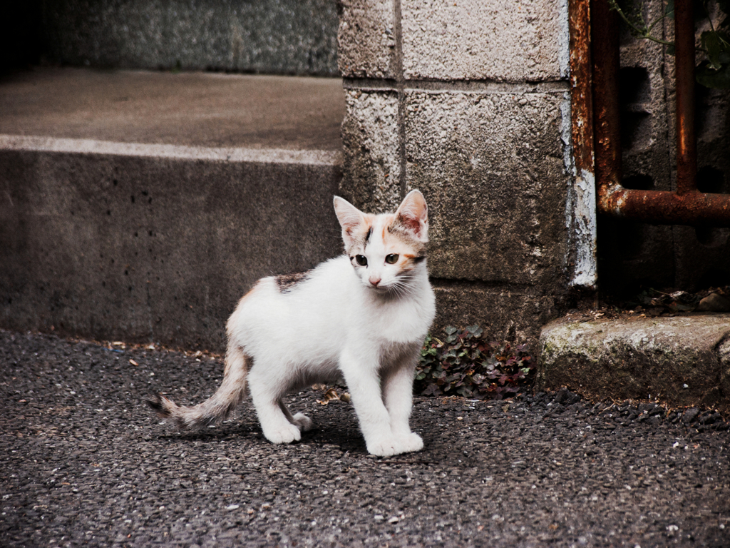 猫撮り散歩853