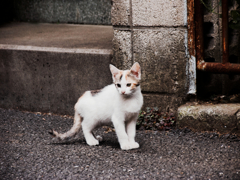 猫撮り散歩853