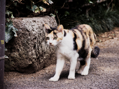 猫撮り散歩839