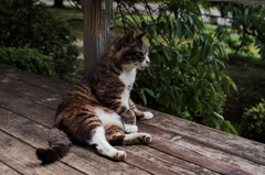 猫撮り散歩SZS-13 "Garden cats of One day"