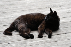 猫撮り散歩SZS-26 "Garden cats of One day"