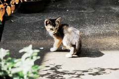 猫撮り散歩1120