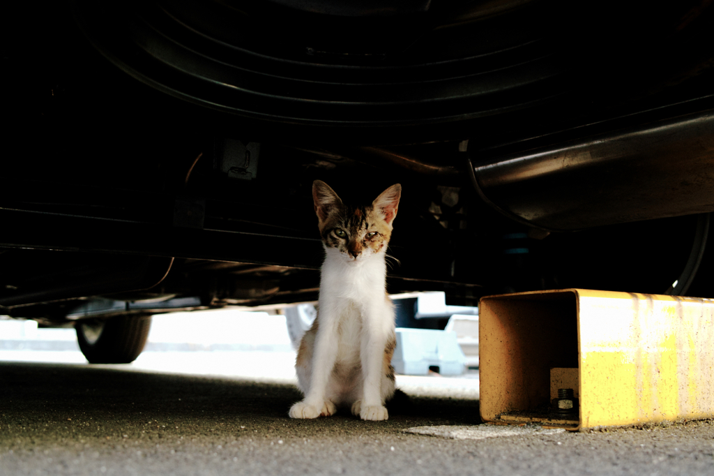 猫撮り散歩990