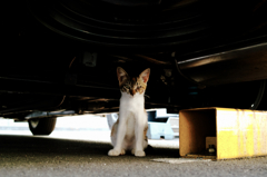 猫撮り散歩990