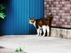 猫撮り散歩1672