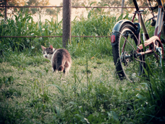 猫撮り散歩416