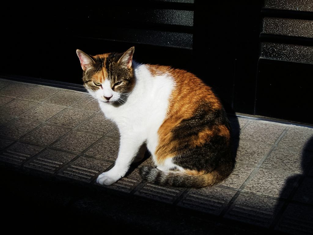 猫撮り散歩1674