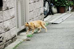 猫撮り散歩2014