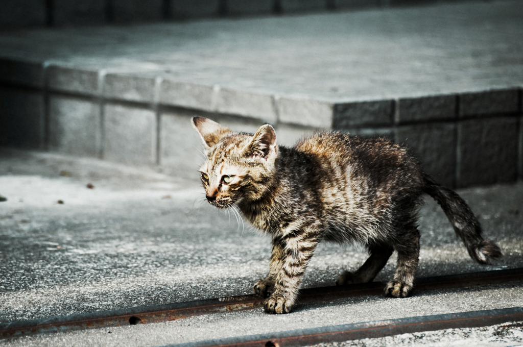 猫撮り散歩833