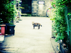 猫撮り散歩259