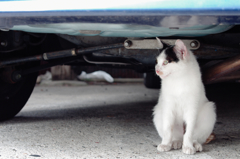 猫撮り散歩351