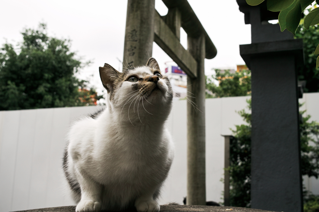 猫撮り散歩1731