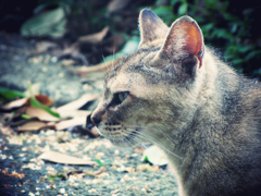 猫撮り散歩321