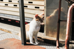 猫撮り散歩1517