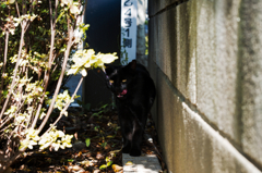 猫撮り散歩609