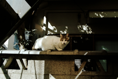 猫撮り散歩1611