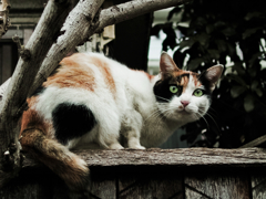 猫撮り散歩879