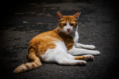 猫撮り散歩603