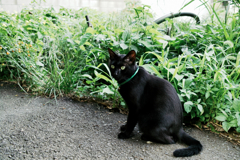 猫撮り散歩1236