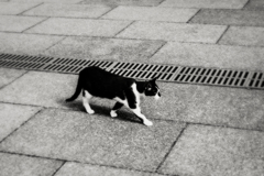 猫撮り散歩2002