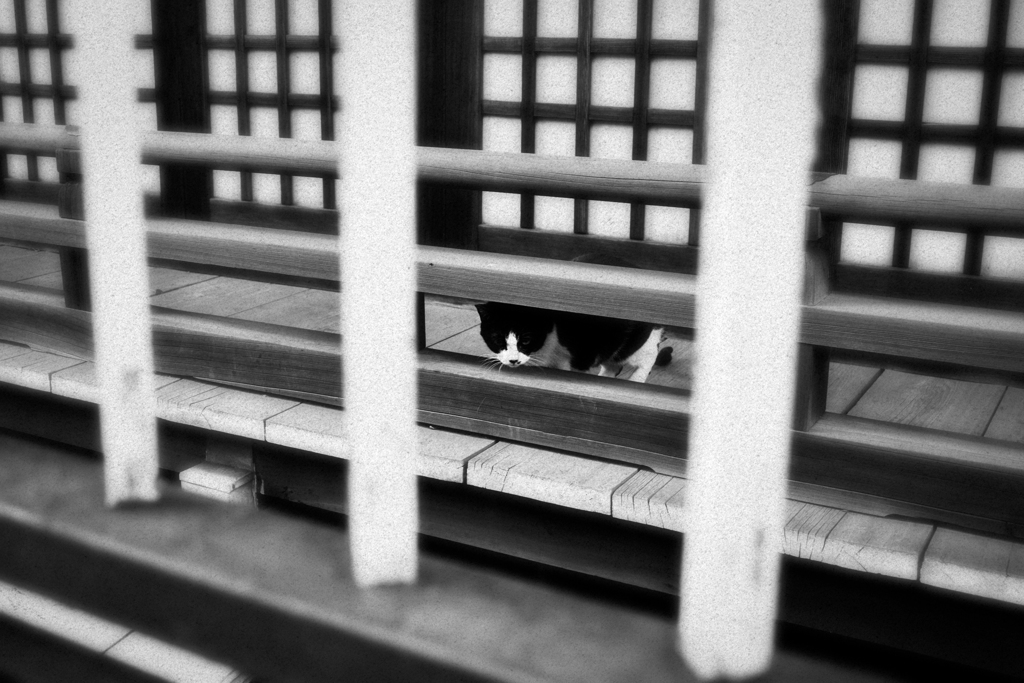猫撮り散歩2097