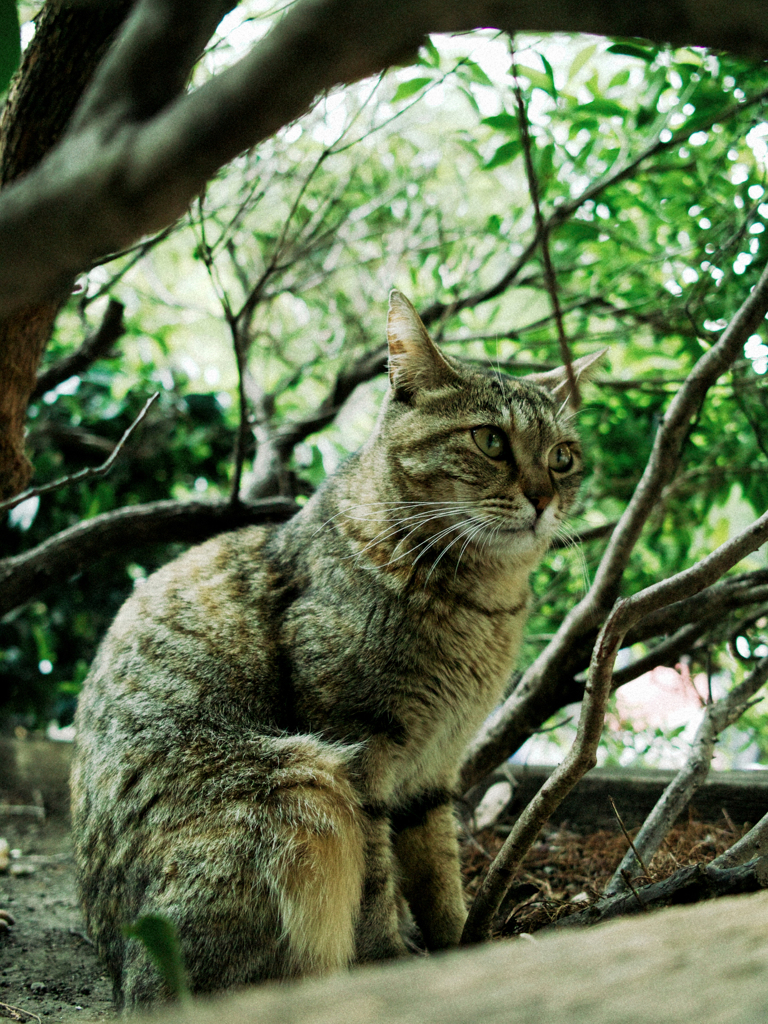 猫撮り散歩2180