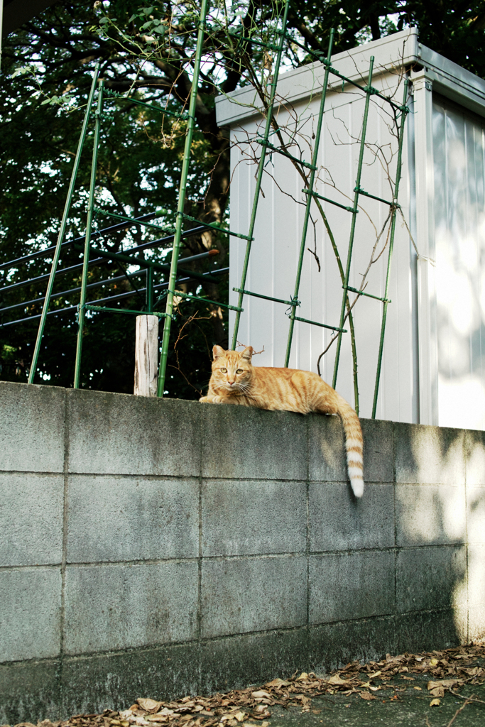 猫撮り散歩1619