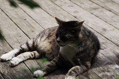 猫撮り散歩SZS-30 "Garden cats of One day"