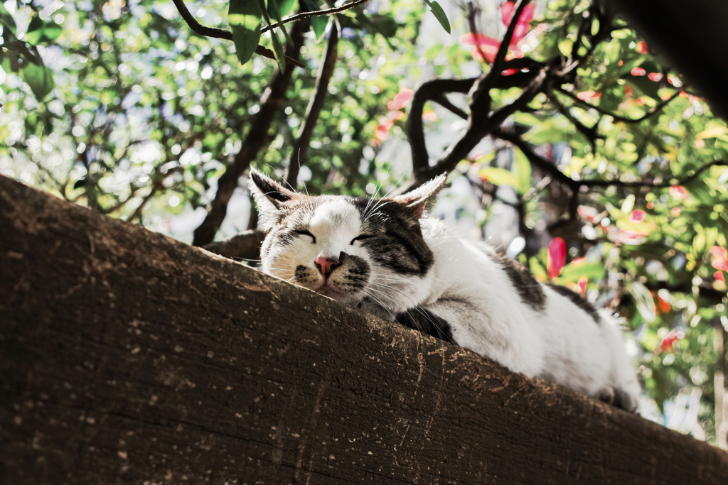 猫撮り散歩1782