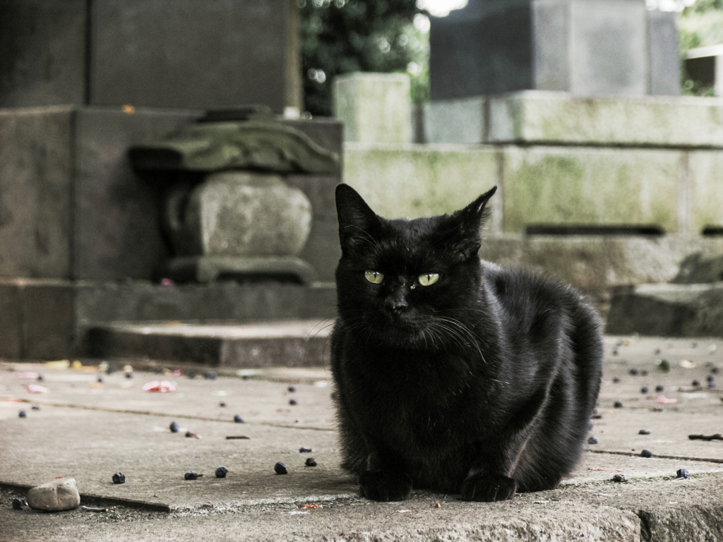猫撮り散歩2045