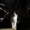猫撮り散歩1831