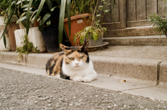 猫撮り散歩641