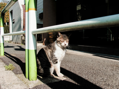 猫撮り散歩1085
