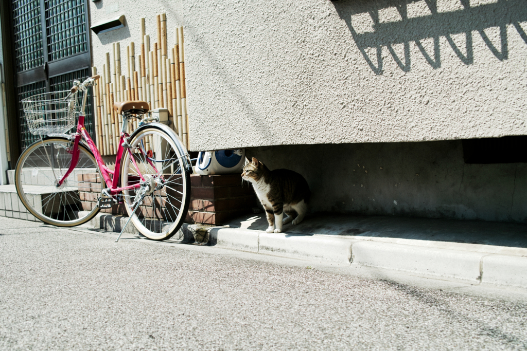 猫撮り散歩2281