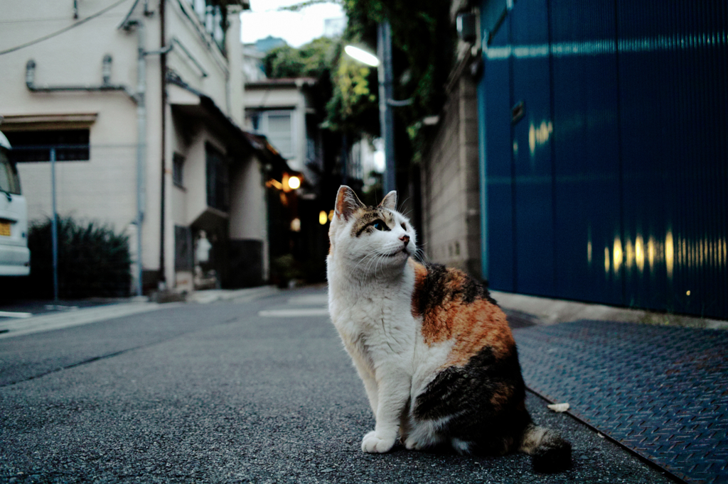 猫撮り散歩1042