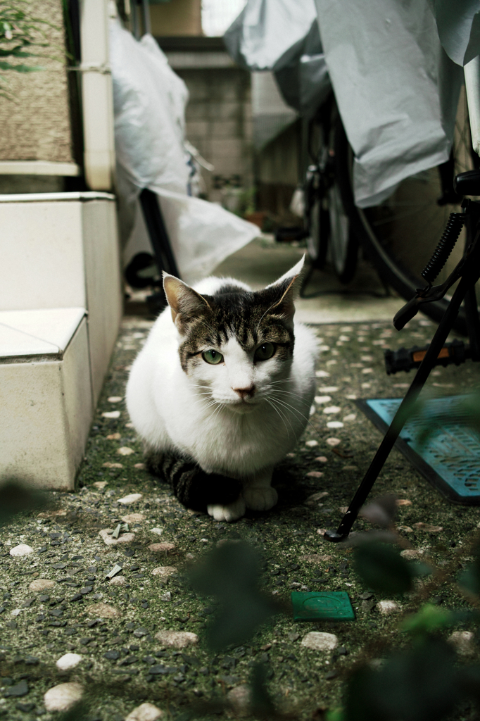 猫撮り散歩1149