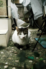 猫撮り散歩1149