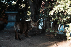 猫撮り散歩2079