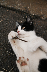 猫撮り散歩635