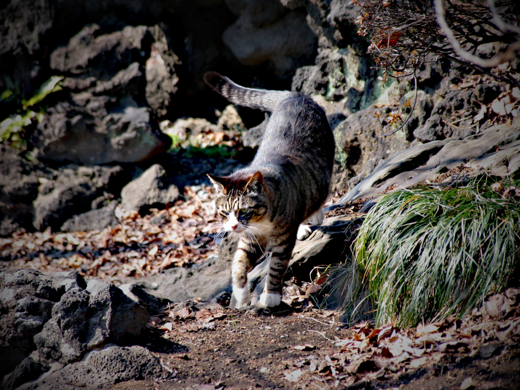 猫撮り散歩172