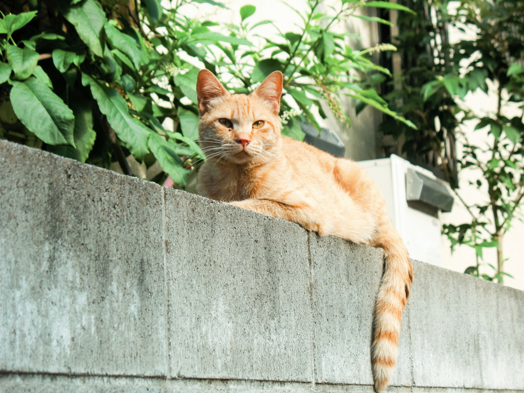 猫撮り散歩2170