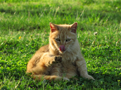 猫撮り散歩72
