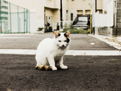 猫撮り散歩1059