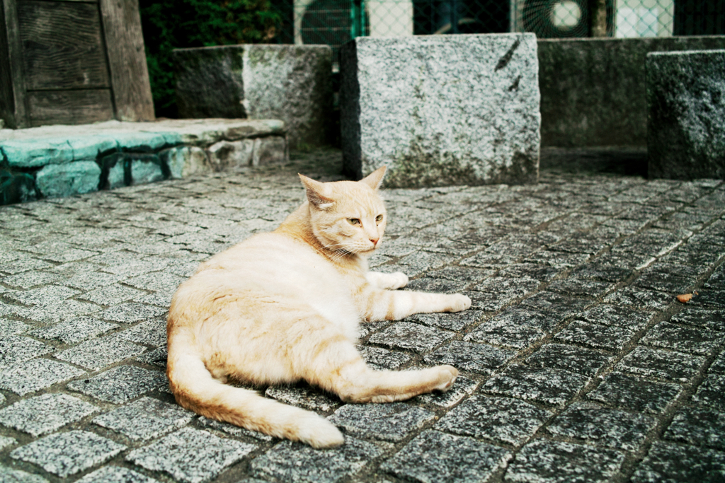 猫撮り散歩1307