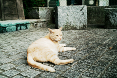 猫撮り散歩1307