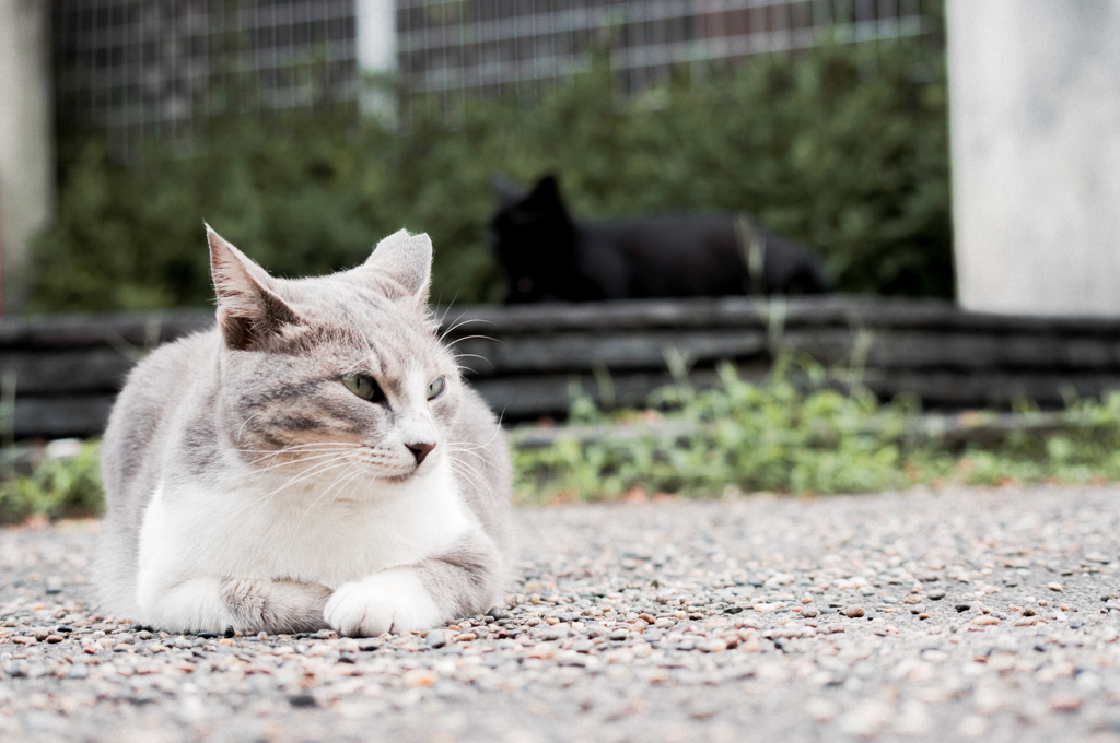 猫撮り散歩738