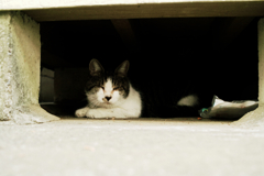 猫撮り散歩1248
