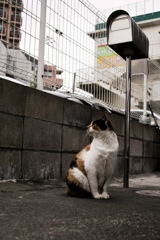 猫撮り散歩1510