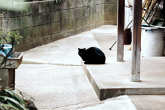猫撮り散歩1584