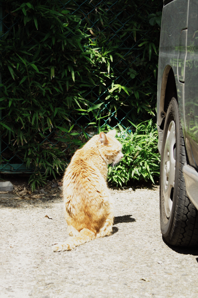 猫撮り散歩939